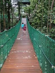 Taman eco rimba kuala lumpur i pastinya ramai yang menganggap kuala lumpur hanyalah sebuah pulau kaca atau hutan kaca. Sights And Sounds Hutan Simpan Bukit Nanas Sight Sound Sights Rainforest