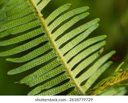 Image result for Gleicheniaceae