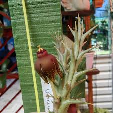 Image result for Orbea umbracula