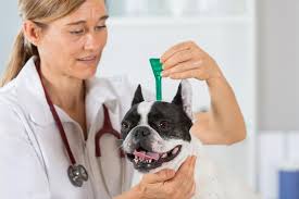 An oral dewormer for deworming puppies is effective at eliminating these parasites and treating your golden retriever puppy or dog. How Often Should You Deworm A Dog