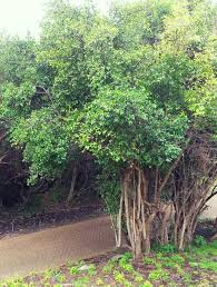 Image result for Canthium inerme