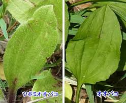 この花なんだ オオバコ セイヨウオオバコ ヘラオオバコ ツボミオオバコ すわ Updating Details Diary