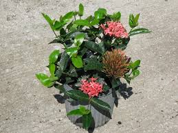 Image result for Ixora nana