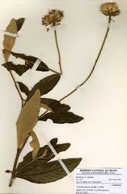 Image result for Vernonia purpurea