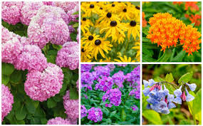 We did not find results for: 15 Perfect Minnesota Perennials Garden Lovers Club