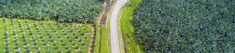 29,31&33 jalan taman uthan, kuala lumpur. Oil Palm Fertilizer Controlled Release Nutrition Haifa Group