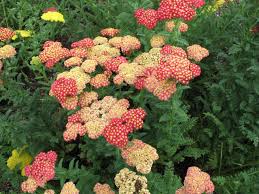 We did not find results for: Late Summer Color In Your Vermont Landscape Di Stefano Landscaping