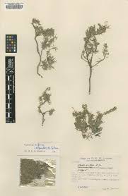 Image result for Hypericum lalandii