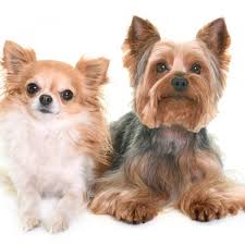 13 Razas De Perros Pequenos Que No Crecen Mucho Descubrelas 900 x 900 jpeg 82 kb. 13 razas de perros pequenos que no