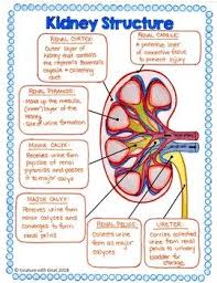 Urinary System Doodle Notes Distance Learning Compatible Medical School Studying Medical Student Study Nursing School Notes