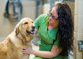 Volunteering with Animals: 10 ways to spend your service hours with four-legged  friends - Helper Helper
