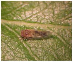 Image result for Hypolytrum pynaertii