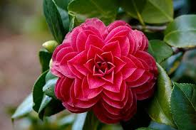 Nucco S Bella Rossa Camellia Plants Flowers