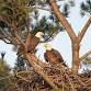 Eagle-eyed Citizen Science: Bald Eagle Nest Watch event image