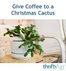 The christmas cactus goes by many names. Give Coffee To A Christmas Cactus Christmas Cactus Plant Christmas Cactus Cactus Care