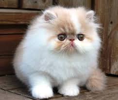 Mutasi kucing persia itu sebenarnya dimulai dari ini, chinchilla atau lebih di kenal flatnose merupakan salah satu bagian dari trah tradisional persia. Ciri Ciri Kucing Peaknose Beserta Daftar Harganya Yoadit Com
