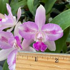 Image result for Eulophia calantha