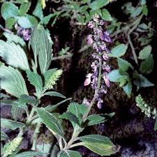 Image result for Coleus longipetiolatus