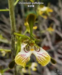 Image result for Oeceoclades saundersiana