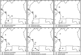Image result for Microcoelia bulbocalcarata