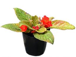 Image result for episcia