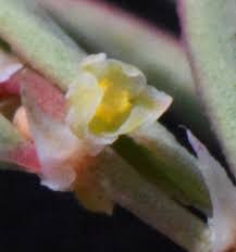 Image result for Phyllanthus pseudoniruri