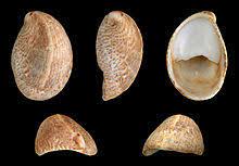 The common slipper shell gets its name from its appearance: Crepidula Fornicata Wikipedia