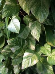 Kaieの植物図鑑 2010年7月の39件の記事