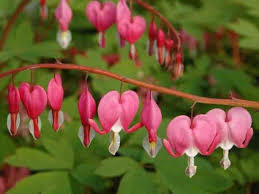 Image result for Nemesia lilacina