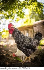 To encourage natural feeding behavior simply scatter on the ground. Rooster Chicken Coop Image Photo Free Trial Bigstock