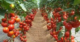 Cara tanam tomat di pot ini sama dengan cara menanam tomat di polybag. Begini Cara Tanam Tomato Guna Biji Dalam Pasu Berbuah Lebat Dan Subur Keluarga