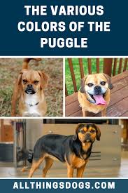 Black And Tan Puggle Puggle Color Puggle Pug Beagle Pugs