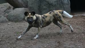 African painted dog 32055 gifs. Audubon Zoo Mourns The Loss Of African Painted Dog