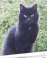 Sie sind noch etwas ängstlich. Besondere Katze Sucht Neues Zuhause