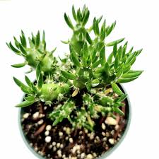 Image result for Austrocylindropuntia subulata