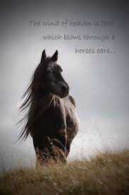  Horse Quote Inspirational Quotation Horse Photography With Etsy Horse Quotes Horse Riding Quotes Horses