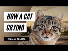 The Animal Sounds Cat S Cry Sound Effect Animation Youtube