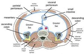 We did not find results for: Abdominal Muscles Physiopedia