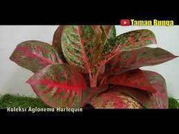 Pin Di Aglaonema