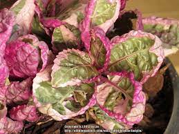 Check spelling or type a new query. Photo Of The Leaves Of Purple Waffle Plant Hemigraphis Snow White Posted By Plantladylin Garden Org