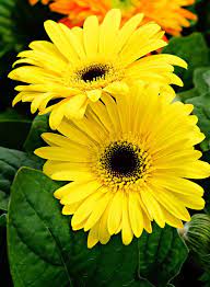 Yellow Gerbera Daisy By A6 K Amazing Flowers Wonderful Flowers Love Flowers