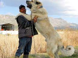 These dogs are the biggest dog in the turkey. The Absolute Size Of This Dog Breed Turkish Kangal Interestingasfuck