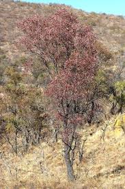 Image result for Faurea saligna