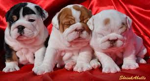 Black And White English Bulldog Puppy White Black And Brown Bulldog Puppies English Bulldog Puppy Bulldog Puppies English Bulldog Puppies