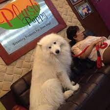 Fur & away is on facebook. Photos At Fur Away Pet Grooming Salon Yishun 475 Sembwang Rd