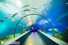 2021澎湖水族館全攻略/ 超美海底隧道+ 必看大洋池餵食秀- SayDigi | 點子生活