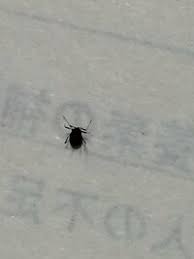 セミ(蝉) цикада 夏(なつ) лето 昆虫(こんちゅう) насекомое 種類(しゅるい) вид 鳴き声(なきごえ) голос さまざま разный うるさい шумный 日本(にっぽん、にほん) япония 風景(ふうけい) вид, пейзаж 溶(と)け込(. å®¶ è™« é»'ã„ å°ã•ã„
