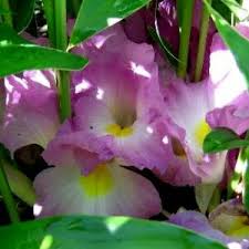 Image result for Dipcadi marlothii