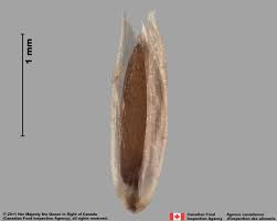 Image result for Agrostis continuata