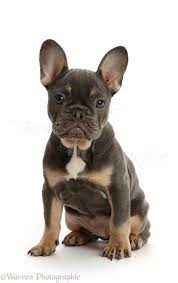 Silverblood frenchies breeds some of the finest blue french bulldogs anywhere. Blue And Tan French Bulldog Puppy Sitting Photo Wp46717